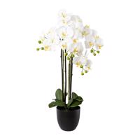 Gasper Orchidej x 4 v pryskyřicovém květináči, 83 cm, bílá