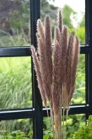 Gilde Pampová tráva, 15 stonků, 70 cm