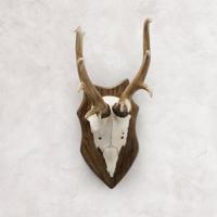 Dekorace paroží carson, velké