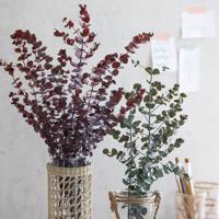Sušené větvičky eukalyptu silver dollar, bordový