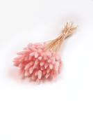 Svazek sušených květin lagurus, světle růžový